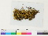  ( - CCDB-33284-A01)  @11 [ ] CreativeCommons - Attribution (2018) CBG Photography Group Centre for Biodiversity Genomics