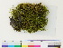  ( - CCDB-33284-B01)  @11 [ ] CreativeCommons - Attribution (2018) CBG Photography Group Centre for Biodiversity Genomics