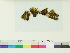  (Obtusifolium - CCDB-33284-B10)  @11 [ ] CreativeCommons - Attribution (2018) CBG Photography Group Centre for Biodiversity Genomics