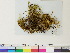  ( - CCDB-33284-F01)  @11 [ ] CreativeCommons - Attribution (2018) CBG Photography Group Centre for Biodiversity Genomics