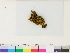  (Lophozia - CCDB-33284-G08)  @11 [ ] CreativeCommons - Attribution (2018) CBG Photography Group Centre for Biodiversity Genomics