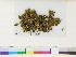 (Lunulariales - CCDB-33285-H03)  @11 [ ] CreativeCommons - Attribution (2018) CBG Photography Group Centre for Biodiversity Genomics