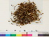  ( - CCDB-33287-H11)  @11 [ ] CreativeCommons - Attribution (2018) CBG Photography Group Centre for Biodiversity Genomics