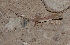  (Stenodactylus arabicus - AMC007_1)  @11 [ ] Copyright (2015) Aitor Valdeon University of Zaragoza, Spain