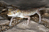  (Stenodactylus slevini - AMC008_1)  @11 [ ] Copyright (2015) Aitor Valdeon University of Zaragoza, Spain