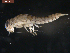  (Camelobaetidius mexicanus - BIOUG00641-H03)  @13 [ ] CreativeCommons - Attribution (2011) Jeffrey M. Webb Centre for Biodiversity Genomics
