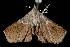  (Esthlodora versicolor - 06-NSWL-00494)  @14 [ ] CreativeCommons - Attribution (2010) Unspecified Centre for Biodiversity Genomics