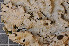  (Lobaria amplissima - LL24)  @11 [ ] CreativeCommons - Attribution Non-Commercial Share-Alike (2011) Louise Lindblom University of Bergen