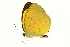  (Eurema desjardinsii - AC0286-8033708)  @12 [ ] CreativeCommons - Attribution (2010) Unspecified Centre for Biodiversity Genomics