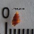  (Cingula trifasciata - LMBAG12-002)  @13 [ ] Unspecified (default): All Rights Reserved  Unspecified Unspecified