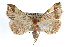  (Phalaenophana pyramusalis - RBMIS-0253)  @15 [ ] CreativeCommons - Attribution (2009) Unspecified Centre for Biodiversity Genomics