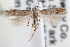  (Coleotechnites sp4 - RBMIS-0592)  @14 [ ] CreativeCommons - Attribution (2009) Unspecified Centre for Biodiversity Genomics