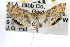  (Petrophila nr. santafealis - RBMIS-0821)  @14 [ ] CreativeCommons - Attribution (2009) Unspecified Centre for Biodiversity Genomics
