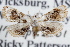  (Lipocosma fuliginosalis - RBMIS-0889)  @11 [ ] CreativeCommons - Attribution (2009) Unspecified Centre for Biodiversity Genomics
