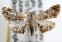  (Dicymolomia metalophota - RBMIS-0899)  @15 [ ] CreativeCommons - Attribution (2009) Unspecified Centre for Biodiversity Genomics