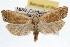  (Eucosma floridana - RBMIS-0944)  @15 [ ] CreativeCommons - Attribution (2009) Unspecified Centre for Biodiversity Genomics