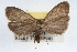  (Crambidia uniformis - RBMIS-0968)  @14 [ ] CreativeCommons - Attribution (2009) Unspecified Centre for Biodiversity Genomics