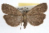  (Crambidia uniformis - RBMIS-0970)  @14 [ ] CreativeCommons - Attribution (2009) Unspecified Centre for Biodiversity Genomics