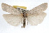  ( - RBMIS-1005)  @14 [ ] CreativeCommons - Attribution (2009) Unspecified Centre for Biodiversity Genomics