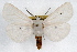  (Spilosoma virginica - RBMIS-1040)  @15 [ ] CreativeCommons - Attribution (2009) Unspecified Centre for Biodiversity Genomics