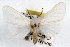  ( - RBMIS-1043)  @14 [ ] CreativeCommons - Attribution (2009) Unspecified Centre for Biodiversity Genomics