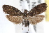  (Endothenia sp - RBMIS-1061)  @11 [ ] CreativeCommons - Attribution (2009) Unspecified Centre for Biodiversity Genomics