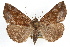  (Hypena palparia - RBMIS-1079)  @14 [ ] CreativeCommons - Attribution (2009) Unspecified Centre for Biodiversity Genomics