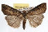  (Hypena humuli - RBMIS-1095)  @15 [ ] CreativeCommons - Attribution (2009) Unspecified Centre for Biodiversity Genomics