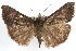  (Hypena scabra - RBMIS-1101)  @16 [ ] CreativeCommons - Attribution (2009) Unspecified Centre for Biodiversity Genomics