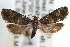  ( - RBMIS-1377)  @14 [ ] CreativeCommons - Attribution (2010) Unspecified Centre for Biodiversity Genomics