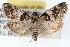  (Pococera scortealis - RBMIS-1562)  @15 [ ] CreativeCommons - Attribution (2009) Unspecified Centre for Biodiversity Genomics