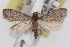  ( - RBMIS-1614)  @13 [ ] CreativeCommons - Attribution (2009) Unspecified Centre for Biodiversity Genomics