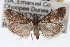  (Acrobasis minimella - RBMIS-1630)  @14 [ ] CreativeCommons - Attribution (2009) Unspecified Centre for Biodiversity Genomics