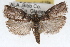  (Acrobasis caryae - RBMIS-1636)  @14 [ ] CreativeCommons - Attribution (2009) Unspecified Centre for Biodiversity Genomics