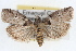  (Salebriaria annulosella - RBMIS-1686)  @14 [ ] CreativeCommons - Attribution (2009) Unspecified Centre for Biodiversity Genomics