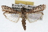  (Crocidomera - RBMIS-1798)  @15 [ ] CreativeCommons - Attribution (2009) Unspecified Centre for Biodiversity Genomics