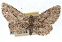  ( - RBMIS-1893)  @14 [ ] CreativeCommons - Attribution (2009) Unspecified Centre for Biodiversity Genomics