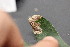  ( - FRM03185)  @11 [ ] CreativeCommons - Attribution Non-Commercial Share-Alike (2016) Greg Lamarre Institute of Entomology, Biology Centre CAS, Ceske Budejovice