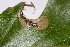  ( - FRM03202)  @11 [ ] CreativeCommons - Attribution Non-Commercial Share-Alike (2016) Greg Lamarre Institute of Entomology, Biology Centre CAS, Ceske Budejovice