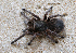  (Acanthoscurria - LMO017_2023)  @11 [ ] Unspecified (default): All Rights Reserved  Unspecified Unspecified