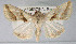  ( - USNM ENT 00148730)  @14 [ ] CreativeCommons - Attribution Non-Commercial Share-Alike (2013) Michael Pogue National Museum of Natural History, Smithsonian Institution