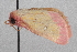  (Derrima nr. stellata - USNM ENT 00148741)  @12 [ ] CreativeCommons - Attribution Non-Commercial Share-Alike (2013) Michael Pogue National Museum of Natural History, Smithsonian Institution