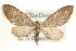  (Eupithecia purpurissata - CCDB-20271-A09)  @15 [ ] CreativeCommons - Attribution (2013) CBG Photography Group Centre for Biodiversity Genomics