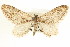  (Eupithecia jamesi - CCDB-20271-C06)  @14 [ ] CreativeCommons - Attribution (2013) CBG Photography Group Centre for Biodiversity Genomics