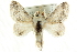  (Tolype austella - CCDB-19575-B08)  @15 [ ] CreativeCommons - Attribution (2012) CBG Photography Group Centre for Biodiversity Genomics