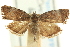  (Choreutis betuliperda - CCDB-19579-F09)  @11 [ ] CreativeCommons - Attribution (2012) CBG Photography Group Centre for Biodiversity Genomics