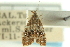  (Protochoreutis sororculella - CCDB-19579-H01)  @11 [ ] CreativeCommons - Attribution (2012) CBG Photography Group Centre for Biodiversity Genomics