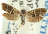  (Millieriidae - CCDB-19580-B11)  @13 [ ] CreativeCommons - Attribution (2012) CBG Photography Group Centre for Biodiversity Genomics