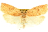  (Amorbia knudsoni - CCDB-19580-B12)  @14 [ ] CreativeCommons - Attribution (2012) CBG Photography Group Centre for Biodiversity Genomics