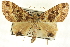  (Crasilogia flavipennis - CCDB-19584-H01)  @13 [ ] CreativeCommons - Attribution (2012) CBG Photography Group Centre for Biodiversity Genomics